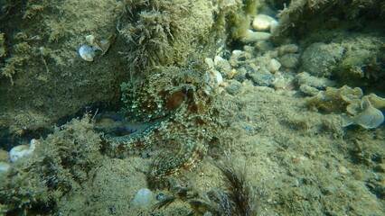 Common octopus (Octopus vulgaris) hunting, Aegean Sea, Greece, Halkidiki
