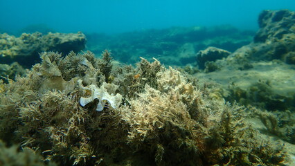 Fototapeta na wymiar Common octopus (Octopus vulgaris) hunting, Aegean Sea, Greece, Halkidiki 