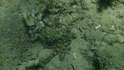 Common octopus (Octopus vulgaris) hunting, Aegean Sea, Greece, Halkidiki

