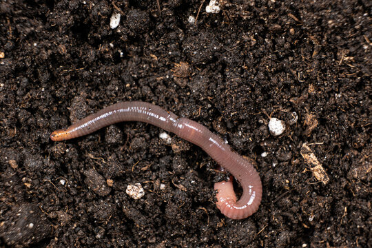 Big beautiful earthworm in the black soil, close-up.