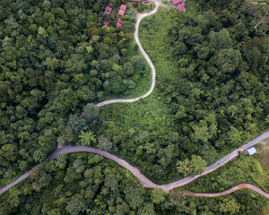 Road through the green rainforest. Aerial top view forest with small roads. Ecosystem and healthy environment concept and background.