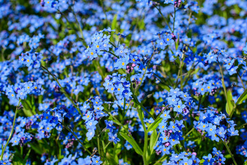 Group of many small blue forget me not or Scorpion grasses flowers, Myosotis, in a garden in a sunny spring day, beautiful outdoor floral background.