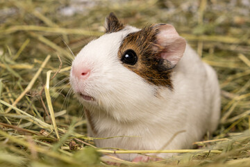 A cute little guinea pig sits in a pile of hay made of meadow grasses.