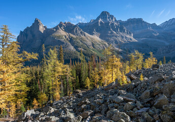 Fototapeta na wymiar Autumn larch trees in the Rocky Mountains in Yoho National Park, British Columbia