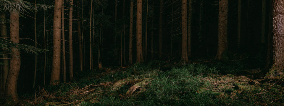Dark landscape Black Forest blackforest background - Mystical forest with fir trees, spruce trees and blueberry plants at night
