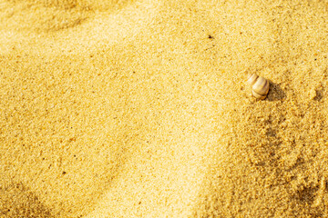 Close-up of a sandy beach with a small shell. Background with sand unevenly swept away by wind and waves into small dunes. Background for a cover or design on the theme of travel.