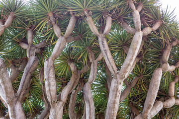 Dracaena draco dragon tree on Canary Islands