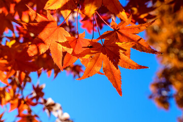 Vivid red and orange leaves of Acer platanoides or Norway maple tree, towards clear blue sky in a garden during a sunny autumn day, beautiful outdoor background photographed with soft focus.