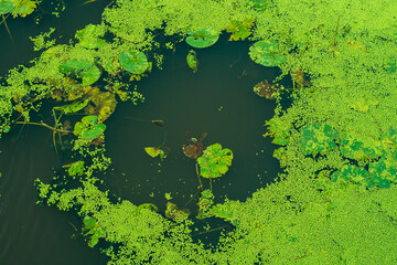 Lemna swaying on the water. Background with a green aquatic plant made of small circles. Close-up of a duckweed on a pond.