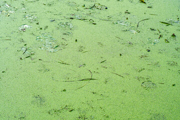 Lemna swaying on the water. Background with a green aquatic plant made of small circles. Close-up of a duckweed on a pond.