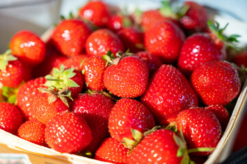 Box with french red ripe sweet strawberries Manon des Fraises, Fragaria ananassa harvested in Provence, France
