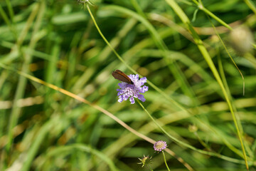 Meadow with lots of colorful flowers