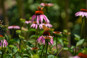 bee on a flower