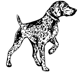 German Shorthair Dog