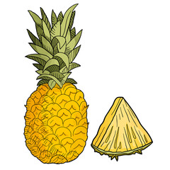 Hand drawn Tropical Pineapple with pineapple slice fruit Illustration