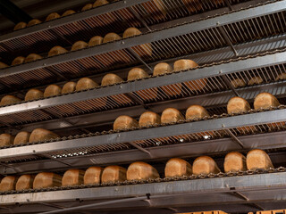 Industrial process of making bread and rolls in a bakery factory