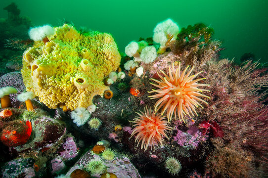 Colorful marine sponge, Northern Red Anemone and Frilled anemone underwater in the St. Lawrence River