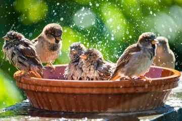 Fotobehang House sparrows bathing and splashing water in a birdbath on a hot summer day. © RLS Photo