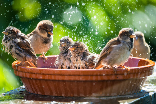 House sparrows bathing and splashing water in a birdbath on a hot summer day.