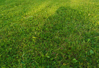 green grass background