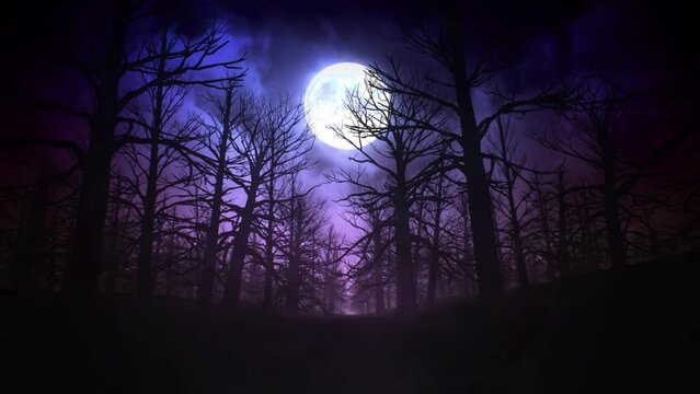 Full moon night in Forest