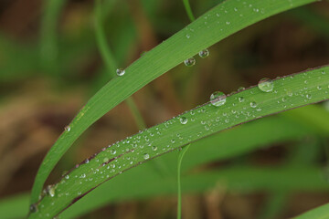 Dew drop  on green leaf with  nature  background.