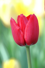 色とりどりに咲き誇る赤白黄色