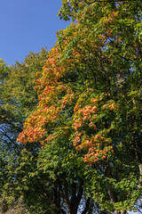 Fototapeta premium Herbstlaub