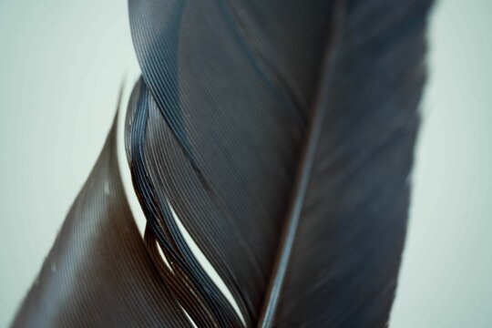 Macro Shot Of A Brown Feather Texture