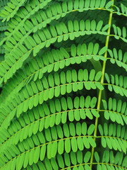 green leaf background beautiful pattern