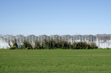 Agriculture, food production of vegetables: facade front of greenhouse for faster production at colder temperatures