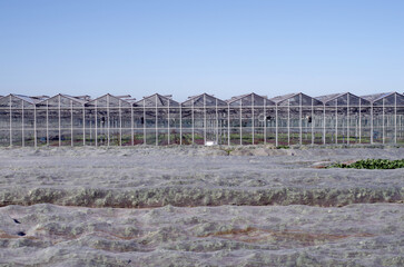Fototapeta na wymiar Agriculture, food production of vegetables: facade front of greenhouse for faster production at colder temperatures