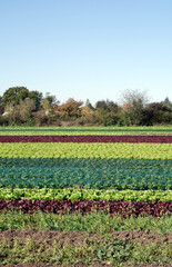 Agriculture, food production of vegetables: row of beds with different kinds of lettuce