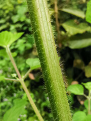 green leaf background beautiful pattern