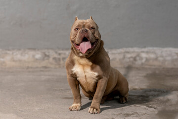 American bully breed dog sitting on the floor panting