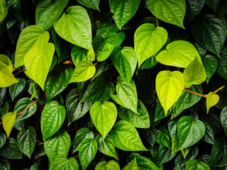 green leaf background beautiful pattern