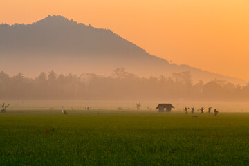 Fototapeta na wymiar stunning sunrise over green rice fields with mountain background