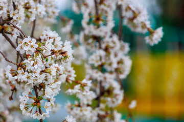 Blooming fruit trees in spring. Flowers on branches. Selective focus with blurred background and copy space for text