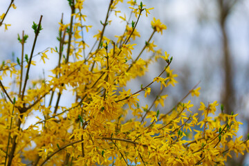 Fototapeta na wymiar Yellow flowering Forsythia bush in spring. Selective focus. Background with copy space for text