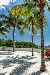 Vertical of coconut trees in the seashore of Key West, Florida