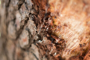Textura de un árbol con sabia