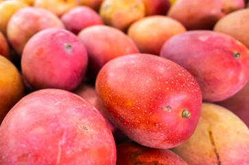 Fototapeta na wymiar red stacks of mango fruits