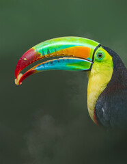 Toucan Pico Iris o quilla volcada