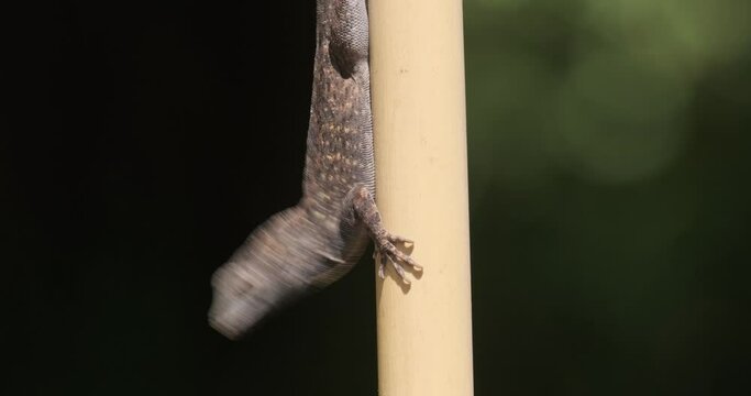 Brown Anole Lizard (Anolis sagrei) Displaying Dewlap