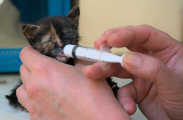 Feeding a homeless little kitten. Pipette feeding milk to a small abandoned stray kitten on the street