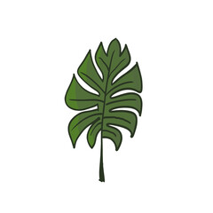 Fototapeta na wymiar green monstera leaf, isolated png transparent background