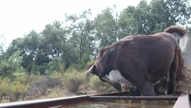 Mi película, perro en bebedor sacudi&eacute;ndose y saliendo. ba&ntilde;o en bebedor de la monta&ntilde;a. Calor despu&eacute;s  del paseo, perro que se refresca.