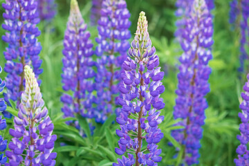 flowers in the garden