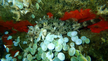 Black scorpionfish or European scorpionfish, small-scaled scorpionfish (Scorpaena porcus) undersea, Aegean Sea, Greece, Halkidiki
