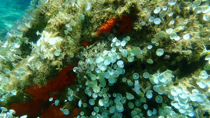 Naklejka na ściany i meble Black scorpionfish or European scorpionfish, small-scaled scorpionfish (Scorpaena porcus) undersea, Aegean Sea, Greece, Halkidiki 